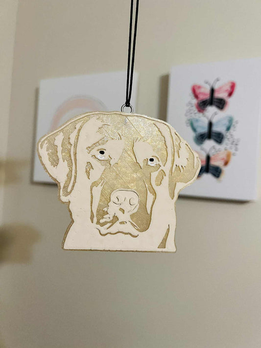 Labrador Retriever freshie